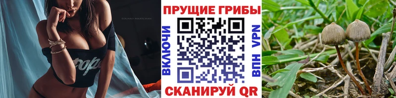 цены наркотик  Зверево  KRAKEN онион  Галлюциногенные грибы GOLDEN TEACHER 
